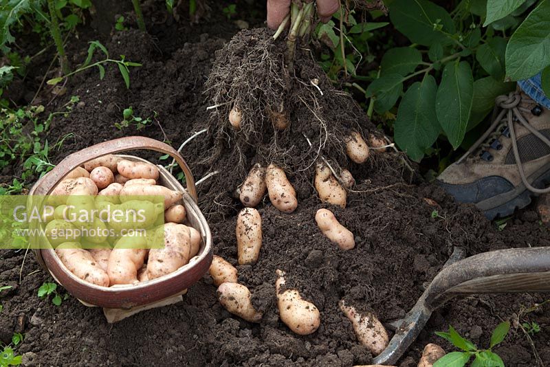 Harvesting Solanum tuberosum - Potato 'Anya'