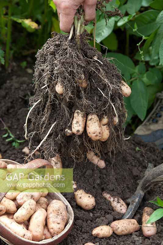 Harvesting Solanum tuberosum - Potato Anya'