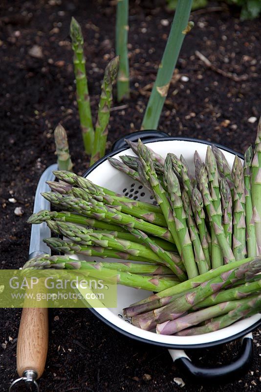 Harvesting Asparagus 'Gijnlim'
