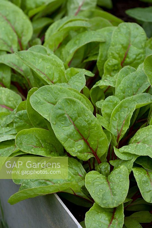 Beta - Chard 'Charlotte' - A variety ideal for use as baby leaves