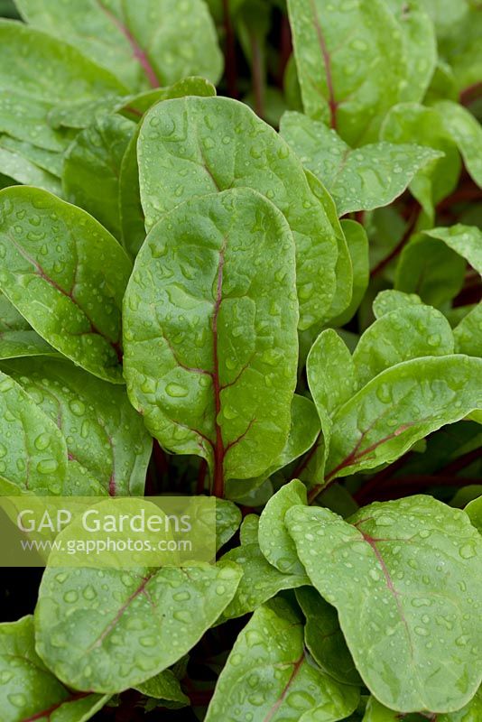 Beta - Chard 'Charlotte' - A variety ideal for use as baby leaves
