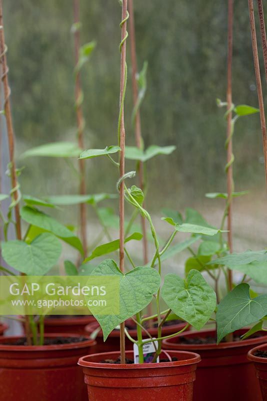 Ipomaea - Morning Glory - young plants in 10.5 cm pots
