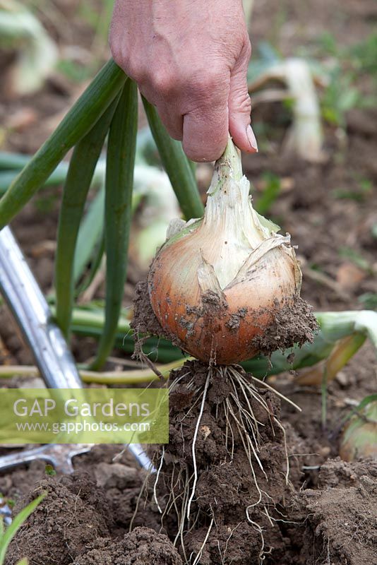 Harvesting Allium cepa - Onion senshyu 'Yellow Globe'