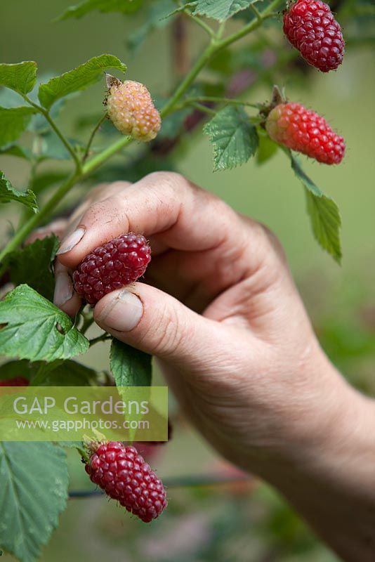 Harvesting Rubus x idaeus - Tayberry