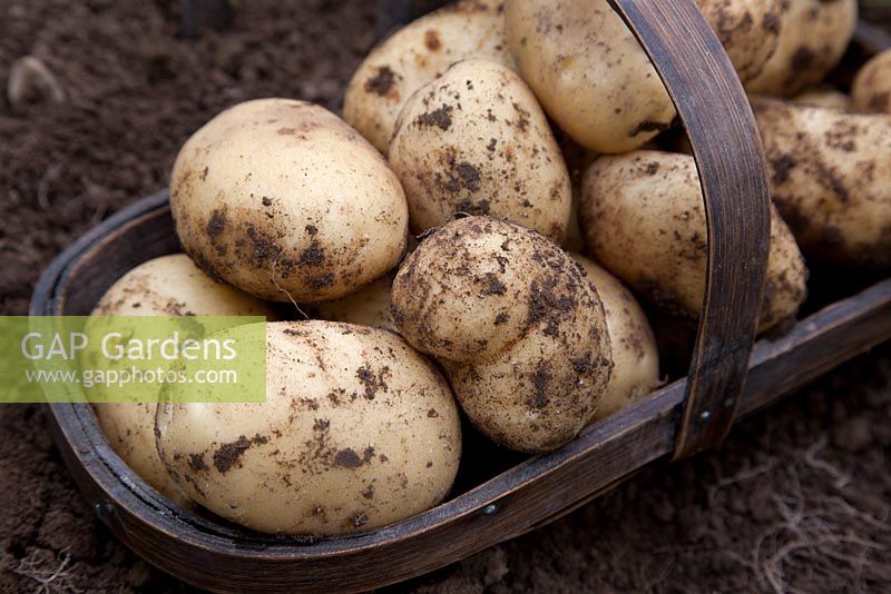 Solanum tuberosum - freshly dug Potato 'Vivaldi' in trug 
