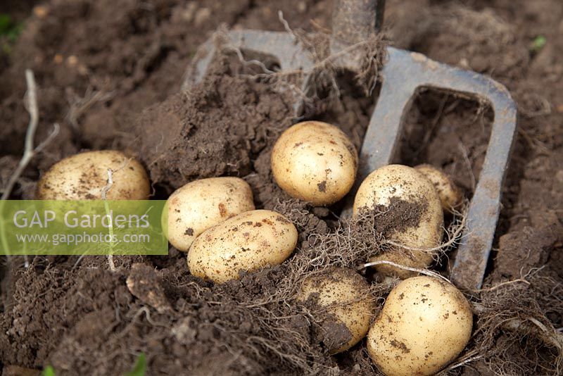 Harvesting Solanum - Potato 'Vivaldi'