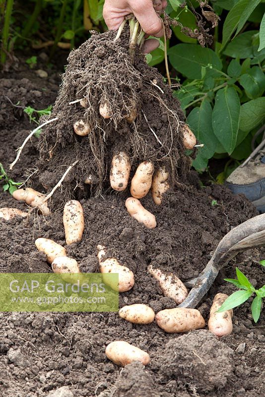Harvesting Solanum - Potato 'Anya'