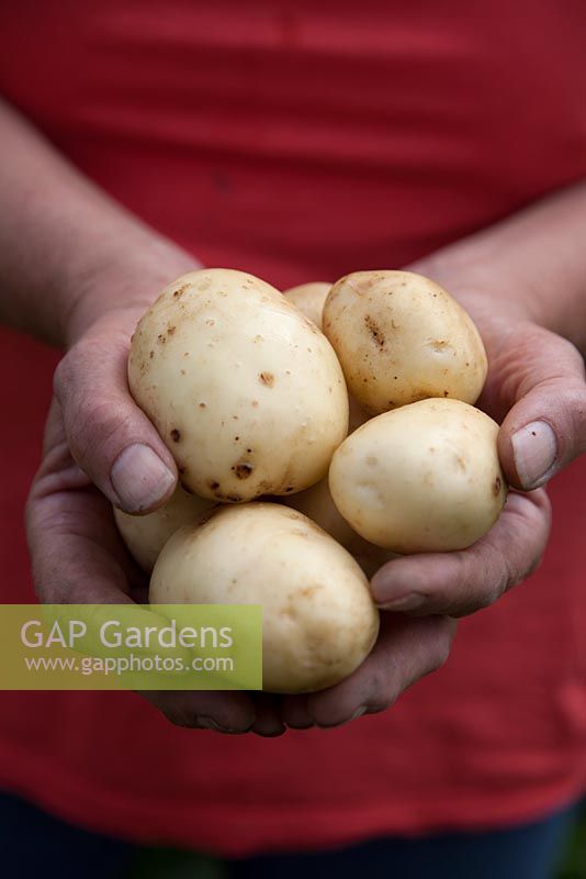 Person holding freshly dug Solanum tuberosum  - Potato 'Vivaldi'