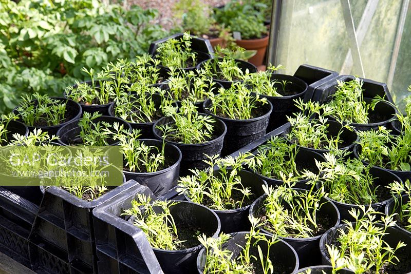 Carrot 'Early Nantes' seedlings in 1 litre deep pots