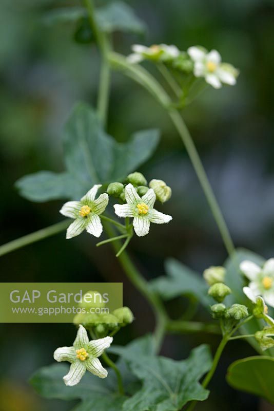 Bryonia dioica - White Bryony