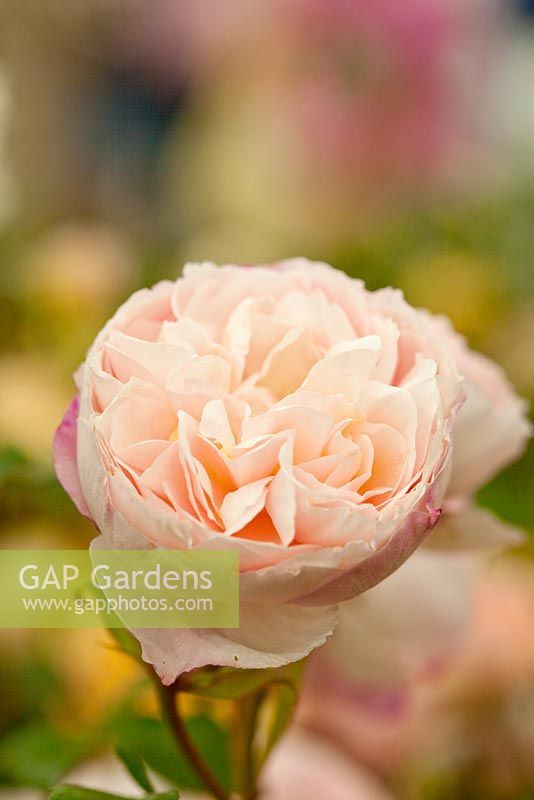 Rosa 'The Generous Gardener' - English Rose