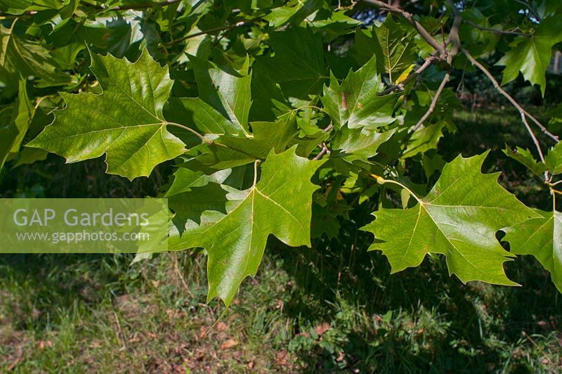 Platanus x acerifolia leaves - Plane tree 