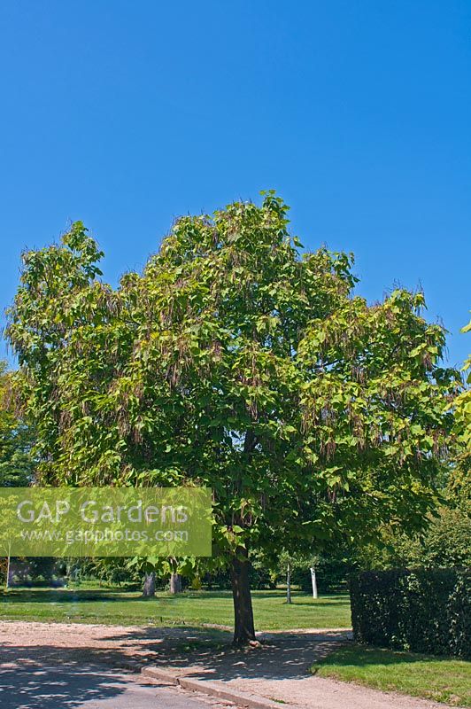 Catalpa bignoniodes - Indian Bean Tree