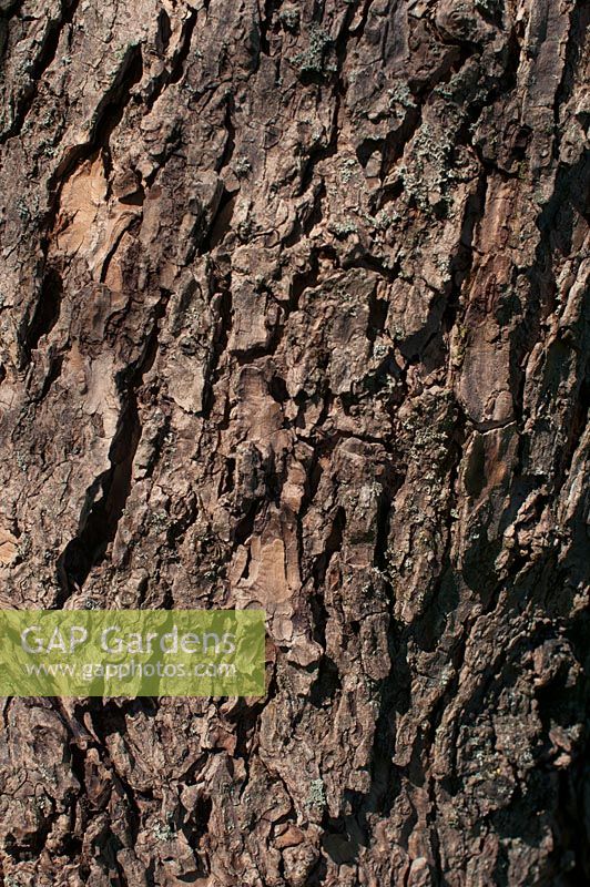 Catalpa bignoniodes 'Koehnei' bark - Indian Bean Tree