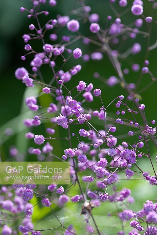 Thalictrum delavayi 'Hewitts Double'
