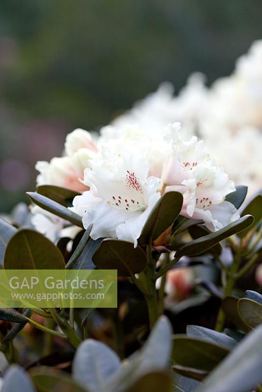 Rhododendron yakushimanum 'Marietta'