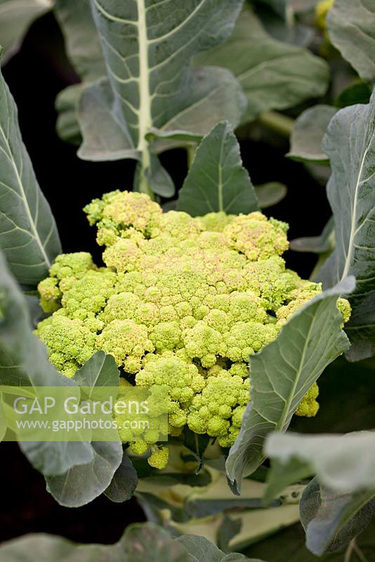 Brassica - Romanesco cauliflower