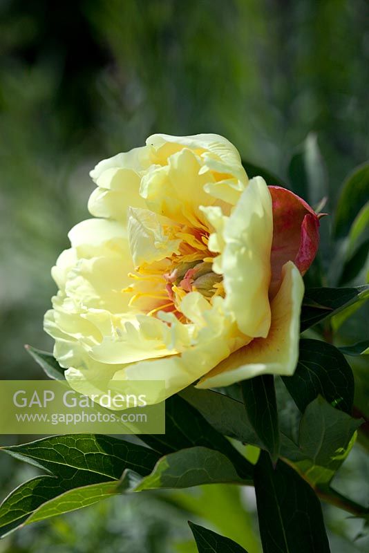Paeonia Itoh hybrid 'Garden Treasure'