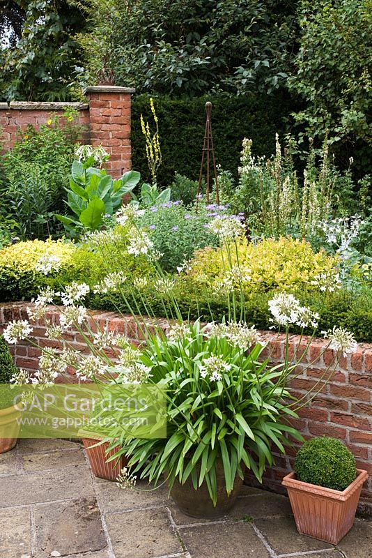 Raised bed in sunken garden with pots of Agapanthus and small Buxus balls, low Buxus hedge, Eryngiums, Spirea 'Goldflame', Nicotiana and Verbascum - The Manor House