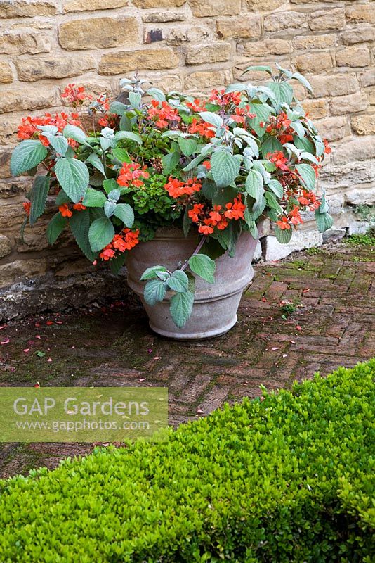 Plectranthus and Pelargonium in terracotta pot by Buxus edged parterre - The Manor House