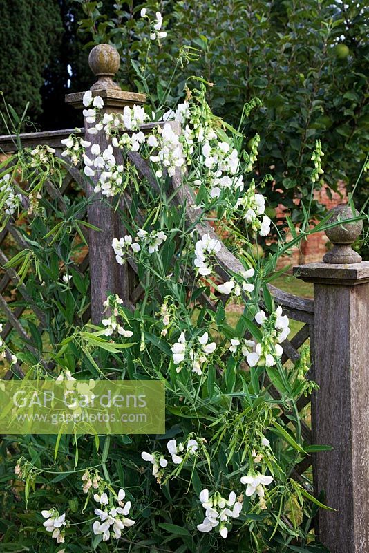 Lathyrus 'White Pearl' - Everlasting Sweet Pea, climbing through wooden lattice work fence