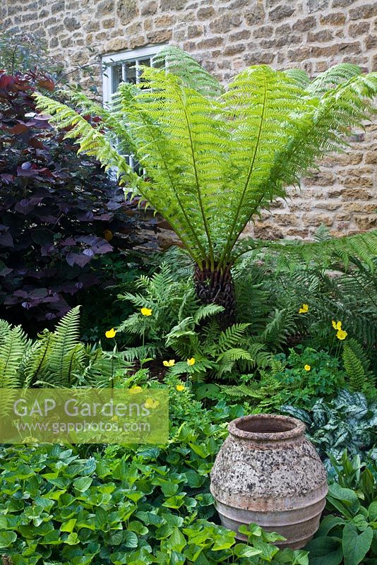Dicksonia antartica - Tree Fern, amongst shady ground cover -  ferns, Dryopteris, Asplenum, Asarum europacum, Meconopsis cambrica, Cercis 'Forest Pansy' and terracotta olive jar - The Manor House