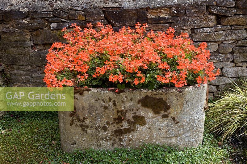Orange Pelargonium in old stone trough by rustic wall  - The Manor House
