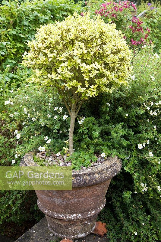 Variegated Buxus standard in terracotta pot edged with Cistus - Pine House