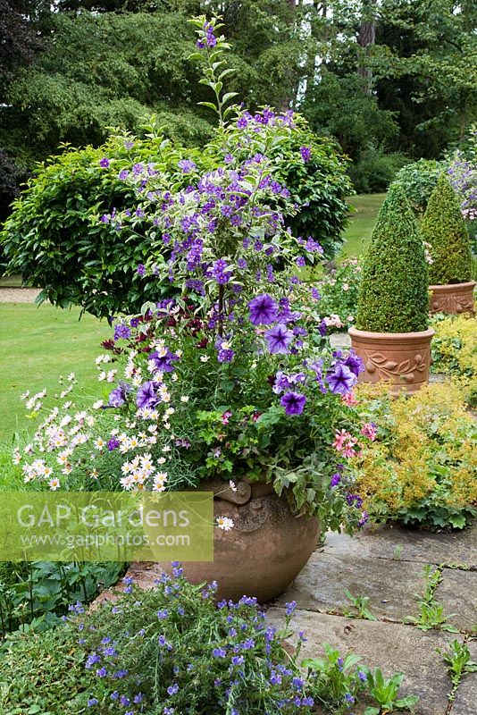 Large terracotta pot filled with Argyranthemum, Petunias and Lycianthes syn. Solanum rantonnettii 'Variegatum' trained as standard, on stone terrace with Buxus pyramids and Alchemilla mollis - Pine House