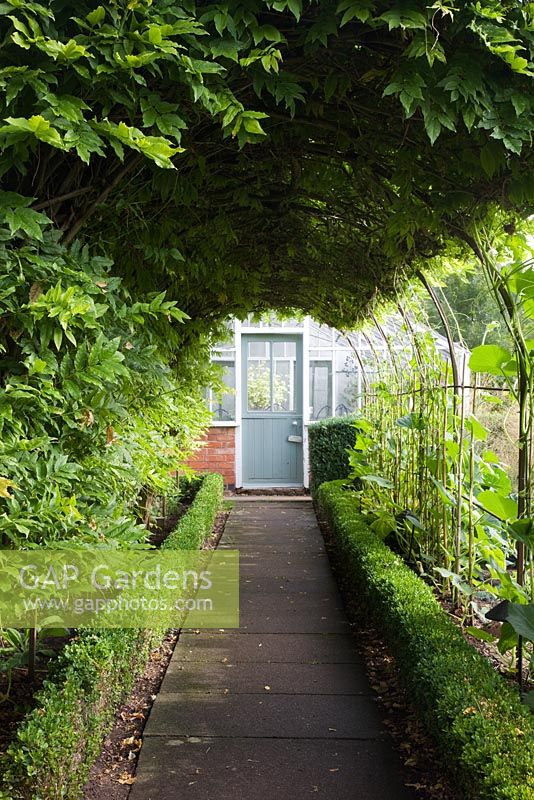 Box edged Wisteria tunnel with ornamental Gourd foliage, leading to Victorian vinery - Pine House