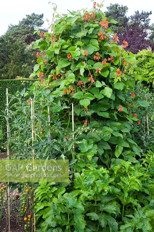 Phaseolus coccineus - Runner beans, cherry Tomatoes, and Parsnip foliage in potager - Pine House