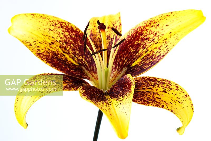 Lilium  'Graffity'  - Asiatic Lily