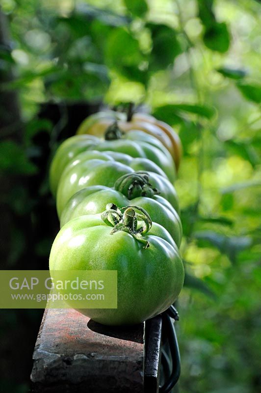 Green Marmande Tomatoes ripening in sunshine on old iron gate