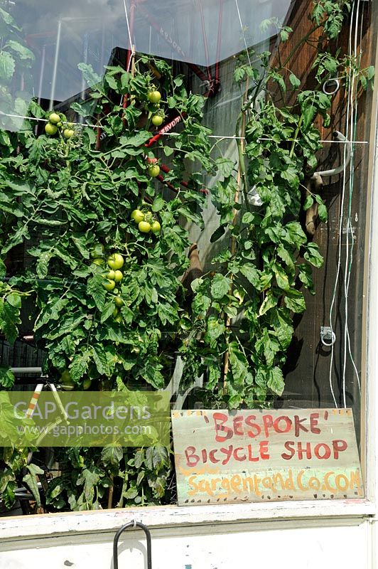 Green tomatoes growing in bicycle shop window, Hackney, London, UK