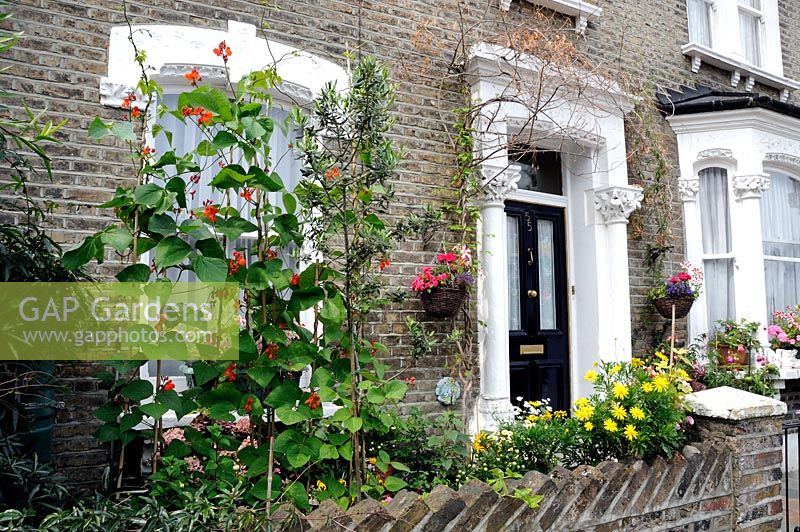 Runner beans in flower in a colourful front garden of a Victorian terraced house in Highbury, London Borough of Islington, UK