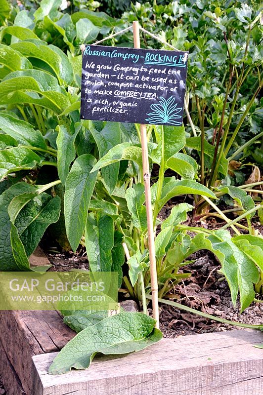 Sign showing the instruction for the use of Russian Comfrey - BOCKING 14 written in chalk on a small blackboard on a Comfrey bed
