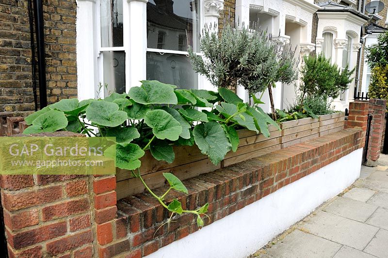 Squash growing from a large wooden box trough over the front garden wall, Highbury, London Borough of Islington, UK