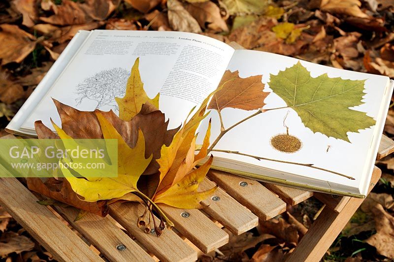 Using a book to identify the leaves of Platanus x hispanica, London Plane tree.  Leaves displayed on a small table with autumn leaves in background