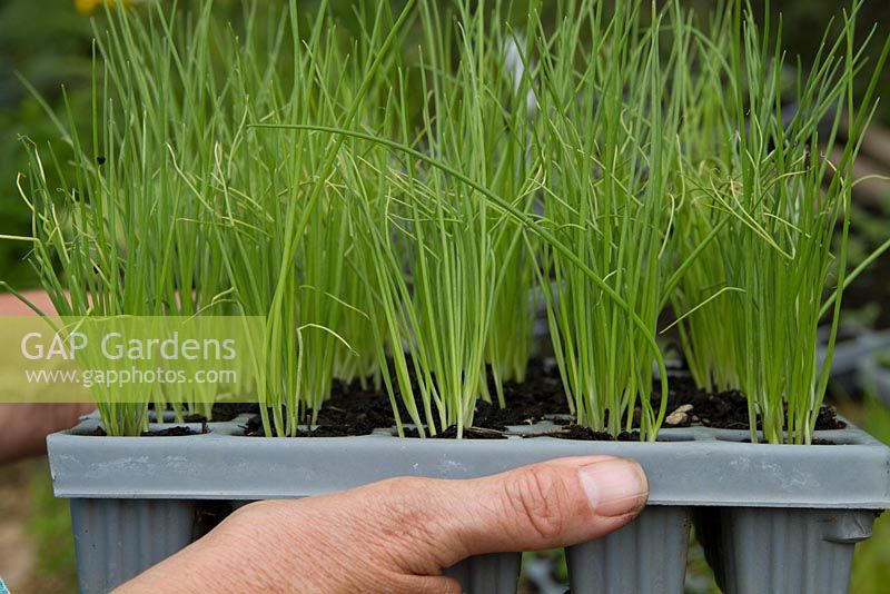 Allium - Spring Onion plants in multi-cell trays