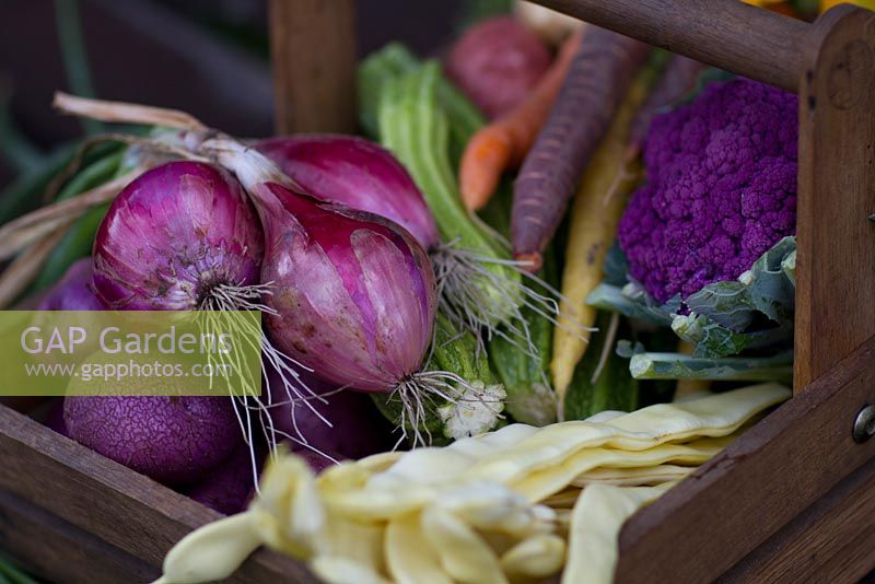 Freshly picked Cauliflower 'Romanesco', Carrots, Runner Beans 'Goldfiled', Cauliflower, red Onions and purple Potatoes