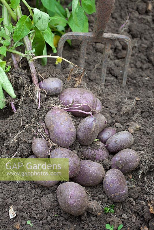 Harvesting Solanum tubersoum - Potato 'Blue Danube'