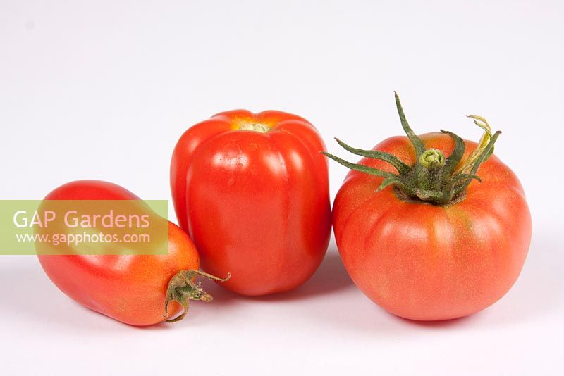 Tomatoes 'San Marzano' and 'Shirley'