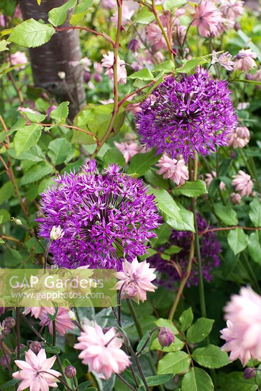 Allium aflatunense 'Purple Sensation' and Aquilegia vulgaris 'Rose Barlow'