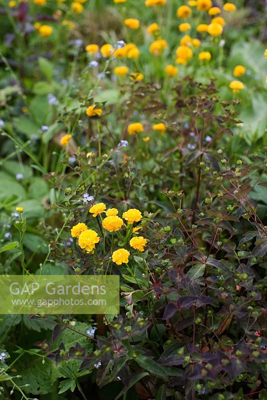 Ranunculus acris 'Flore Pleno', Euphorbia, and Myosotis - Forget me not