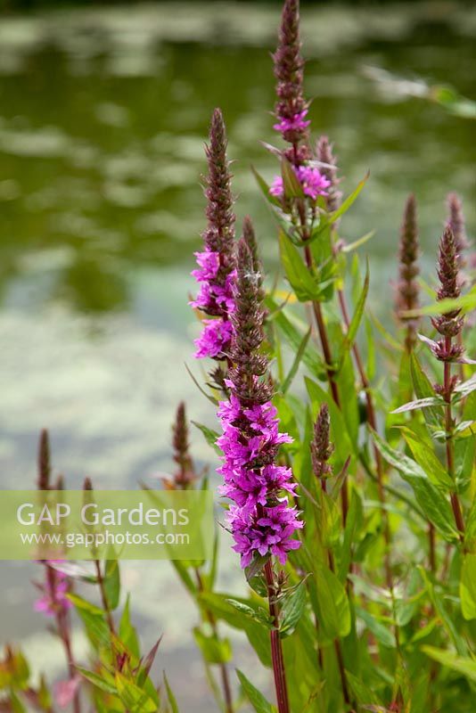 Lythrum salicornia - Purple Loosestrife at pond edge