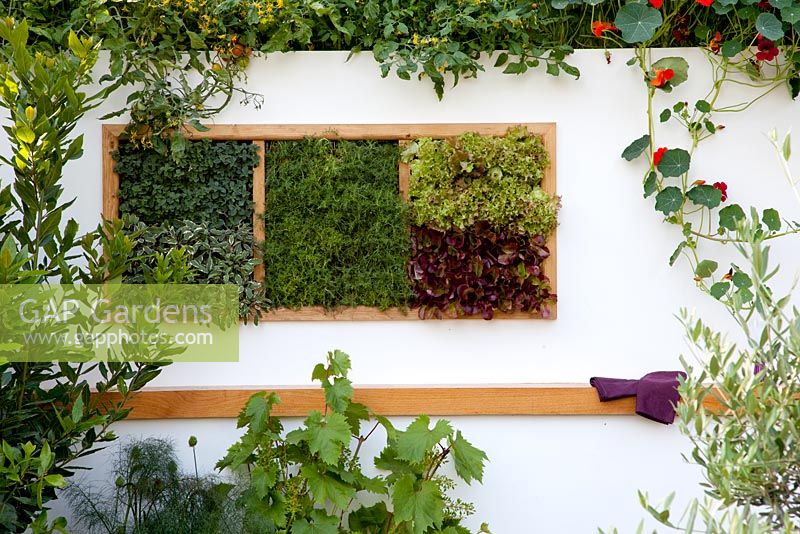 Lettuce and herbs growing in a wall compartment