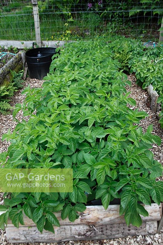 Solanum tuberosum 'Arran Pilot' Potatoes growing in raised bed