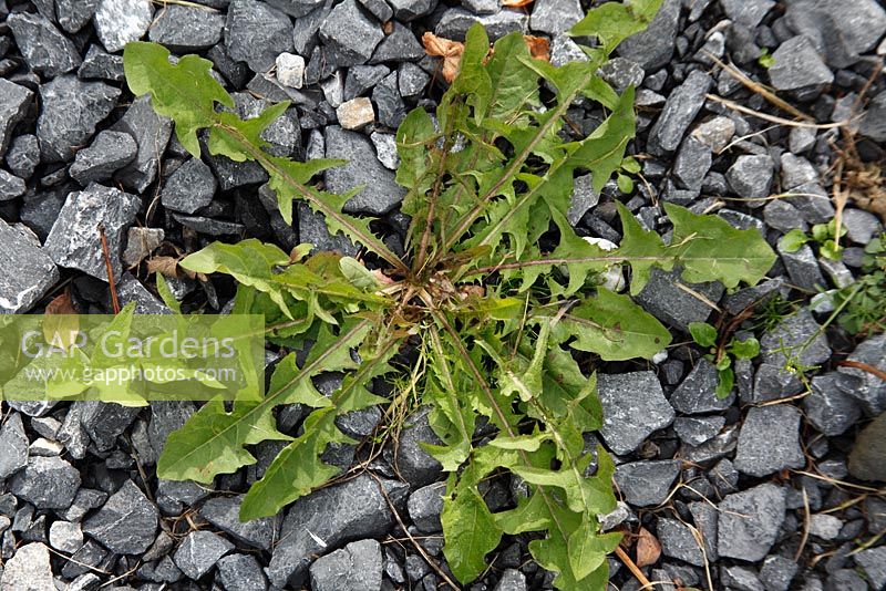 Taraxacum officinale - Dandelions growing through shingle path