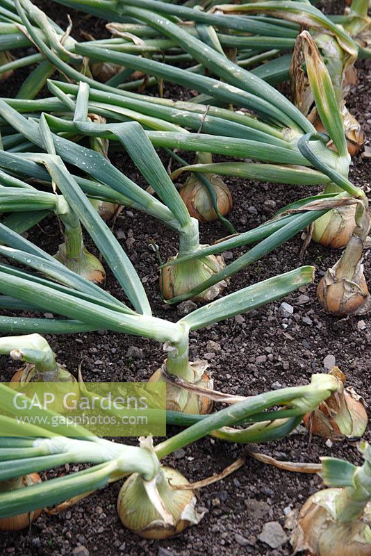 Allium cepa - Onion 'Hercules' bulbs maturing in rows
