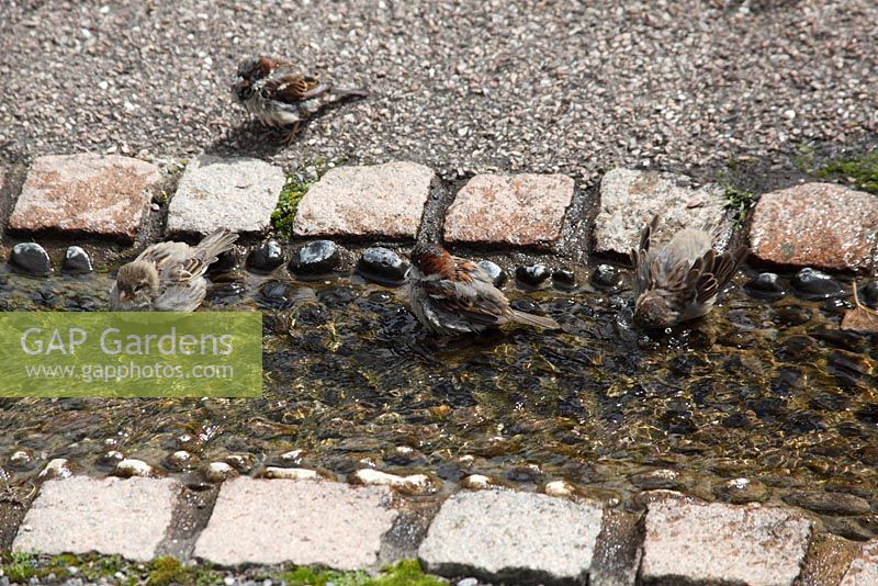 Passer domesticus - House Sparrows bathing in artificial stream